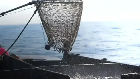 Freshness Delivered From Our Docks